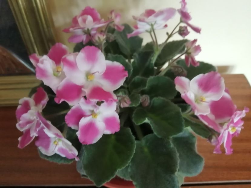  - NEFITOASE - doar - frumoase