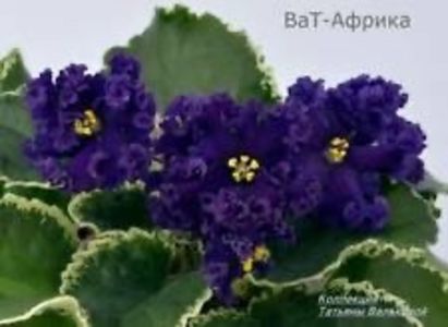 VAT Africa - VAT Africa