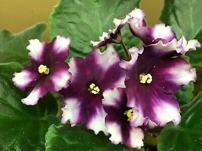 RS Chudo - AAAA Provizoriu 2