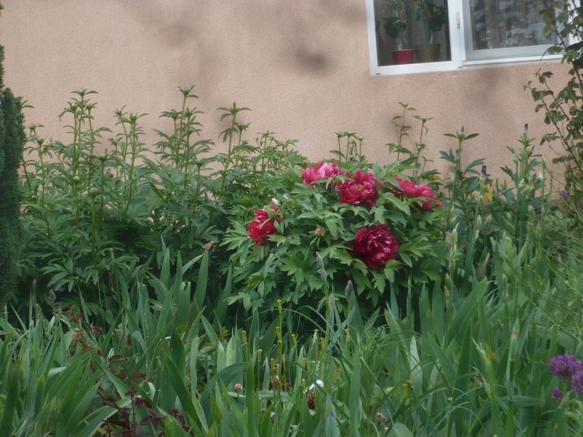 P1470700 - GRADINA 2021