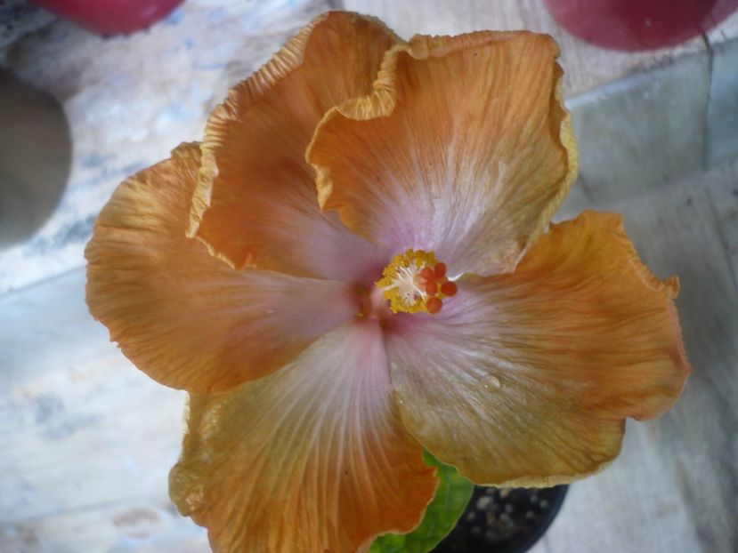 P1470681 - HIBISCUSI 2021-1