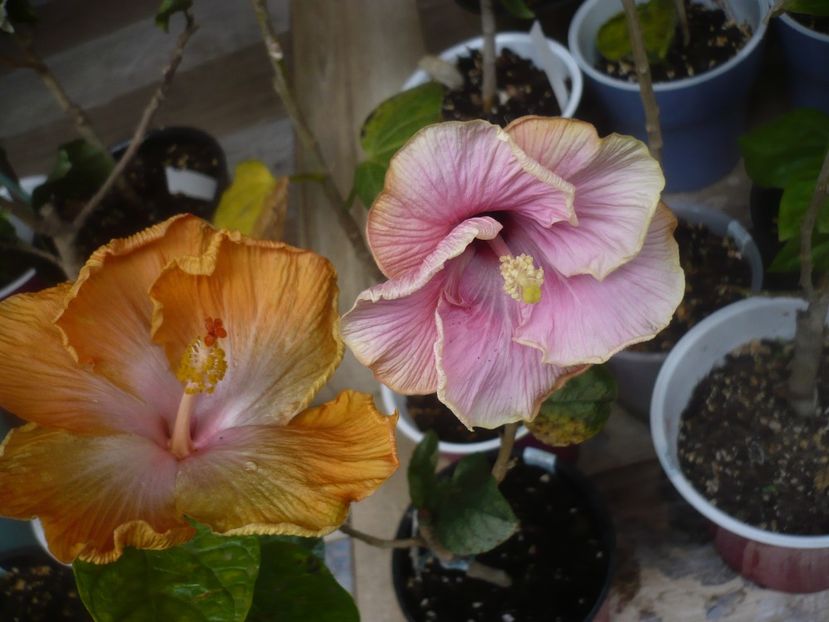 P1470683 - HIBISCUSI 2021-1