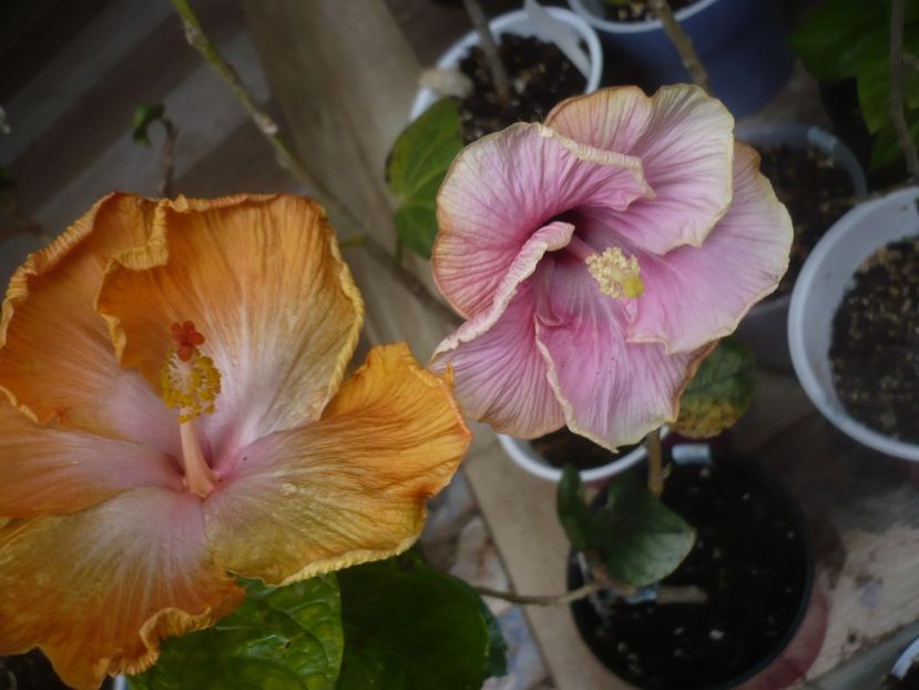 P1470684 - HIBISCUSI 2021-1