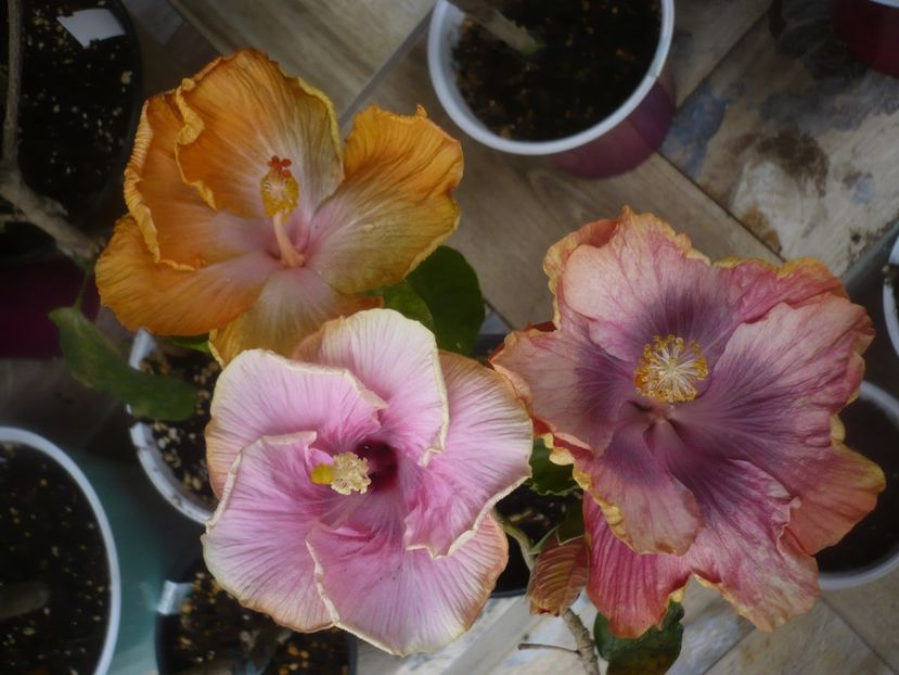 P1470704 - HIBISCUSI 2021-1
