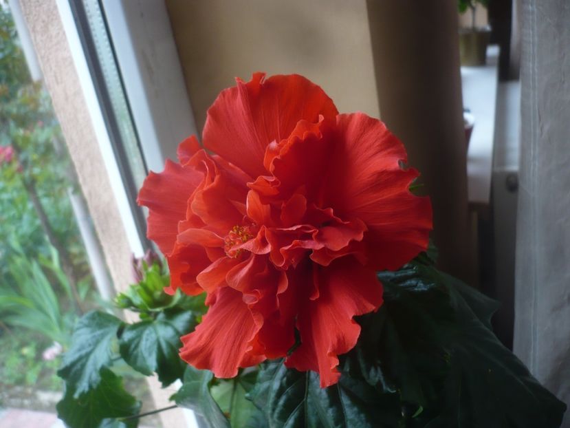 P1470708 - HIBISCUSI 2021-1