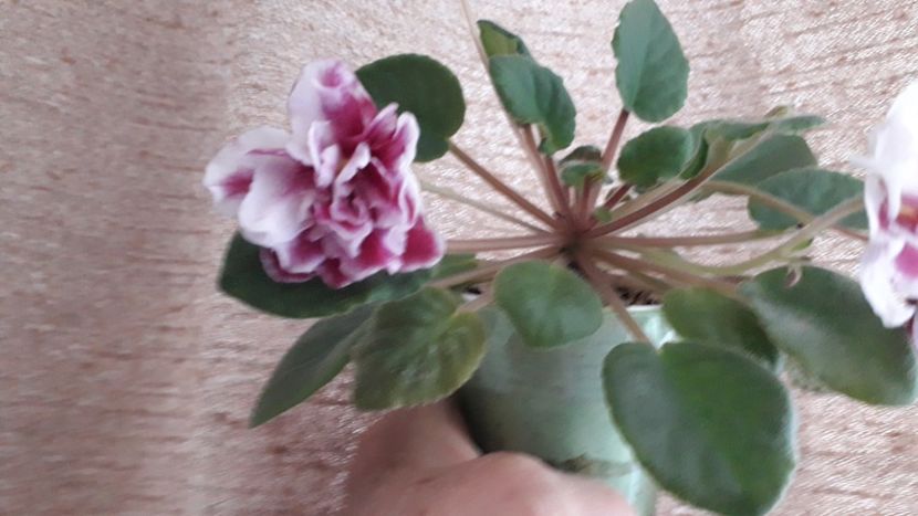  - EK Shanchaiskaja Roza