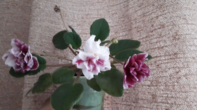  - EK Shanchaiskaja Roza