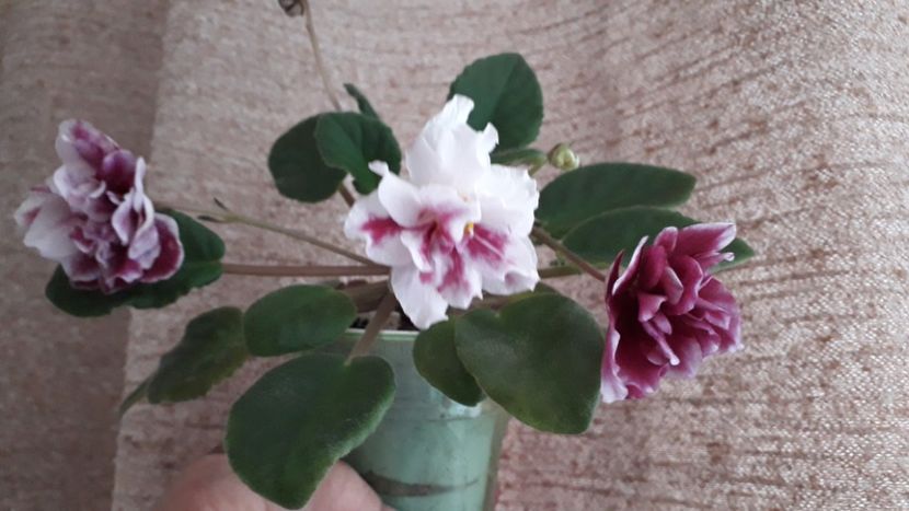  - EK Shanchaiskaja Roza