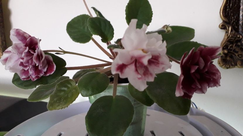  - EK Shanchaiskaja Roza