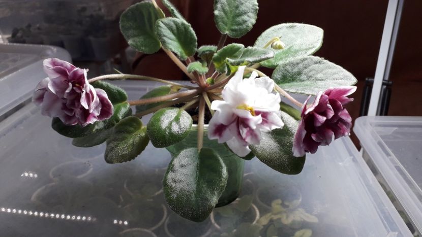  - EK Shanchaiskaja Roza