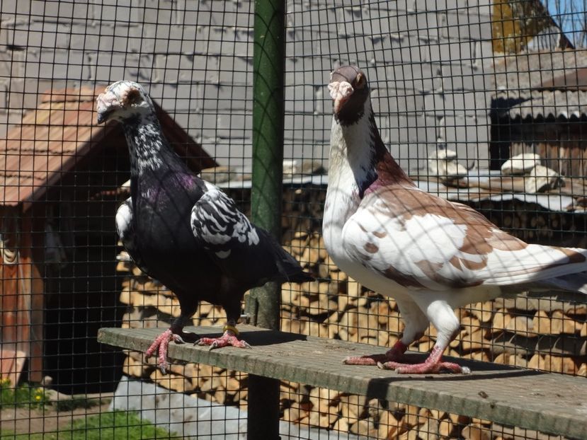  - 06-VOIAJORI STIL VECHI 2021