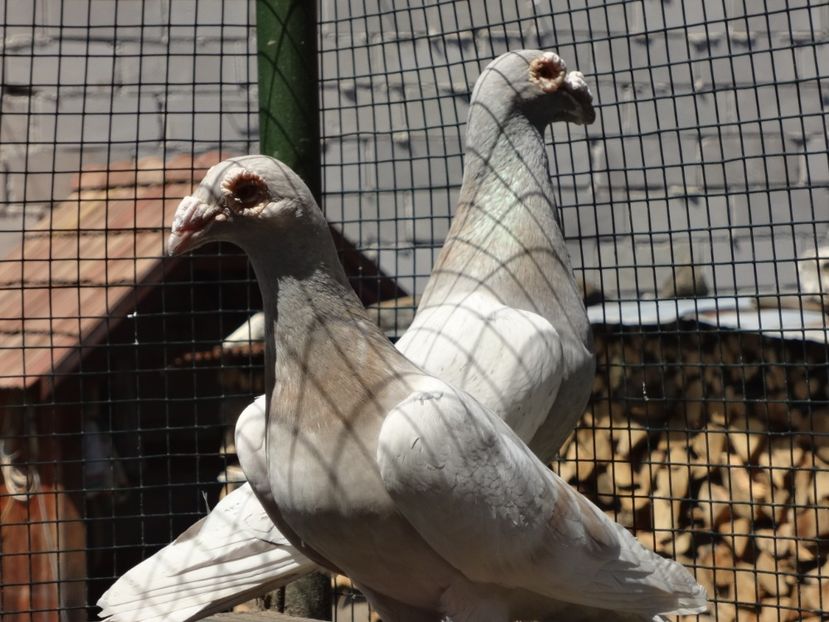 PERECHEA 2.--VANDUTI. - 06-VOIAJORI STIL VECHI 2021