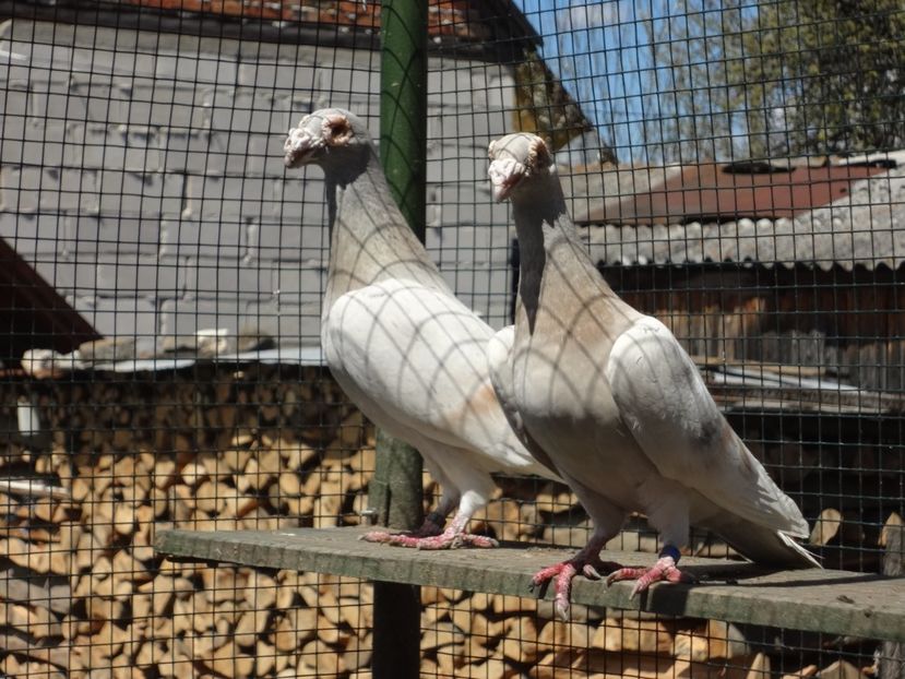  - 06-VOIAJORI STIL VECHI 2021