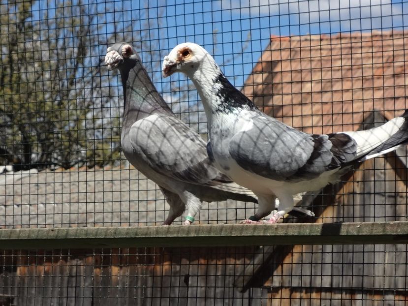 PERECHEA 3. - 06-VOIAJORI STIL VECHI 2021