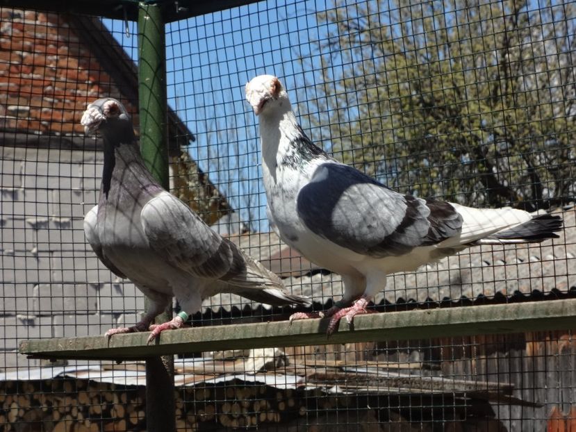  - 06-VOIAJORI STIL VECHI 2021