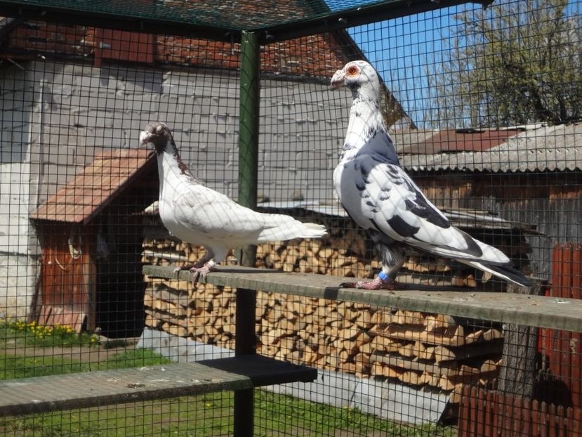 PERECHEA 4.-FEMELA VANDUTA. - 06-VOIAJORI STIL VECHI 2021