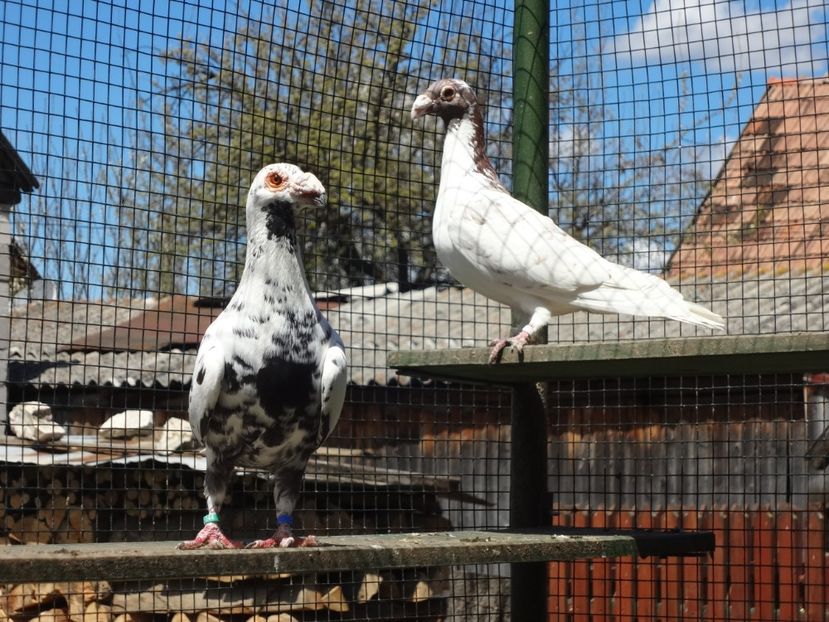  - 06-VOIAJORI STIL VECHI 2021