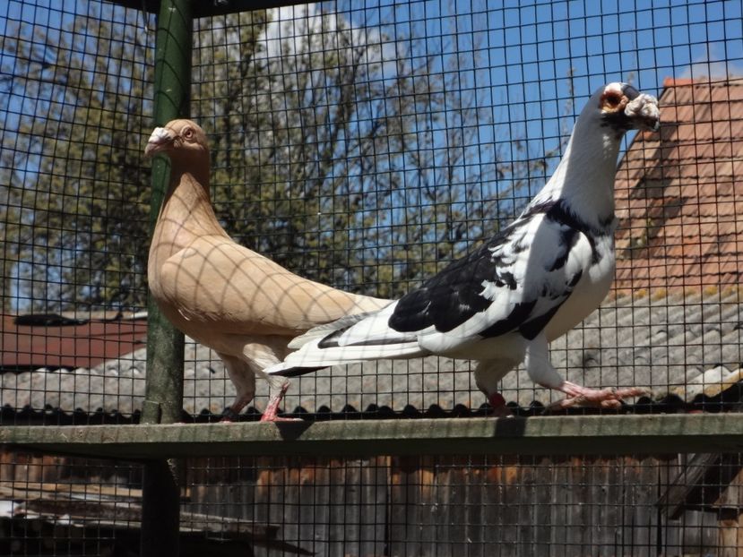  - 06-VOIAJORI STIL VECHI 2021