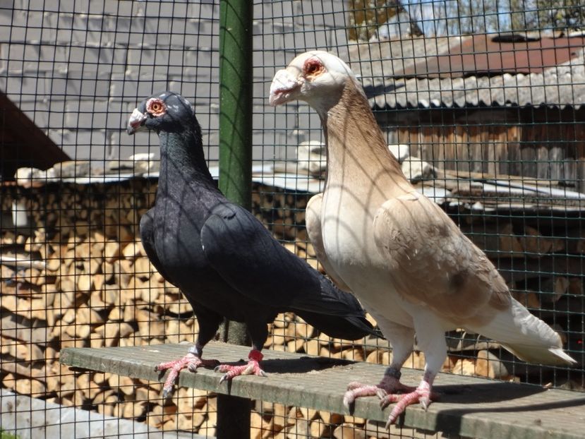  - 06-VOIAJORI STIL VECHI 2021