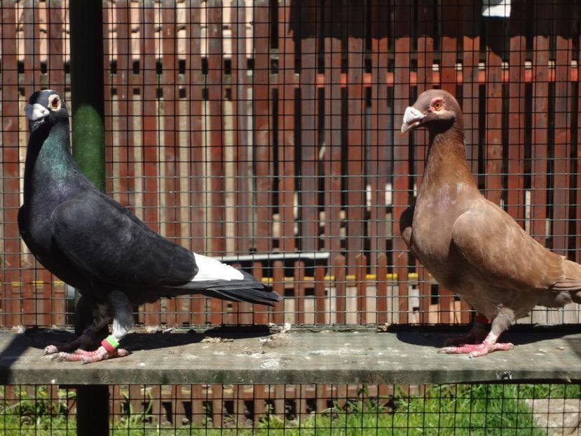 PERECHEA 8.-VANDUTI - 06-VOIAJORI STIL VECHI 2021