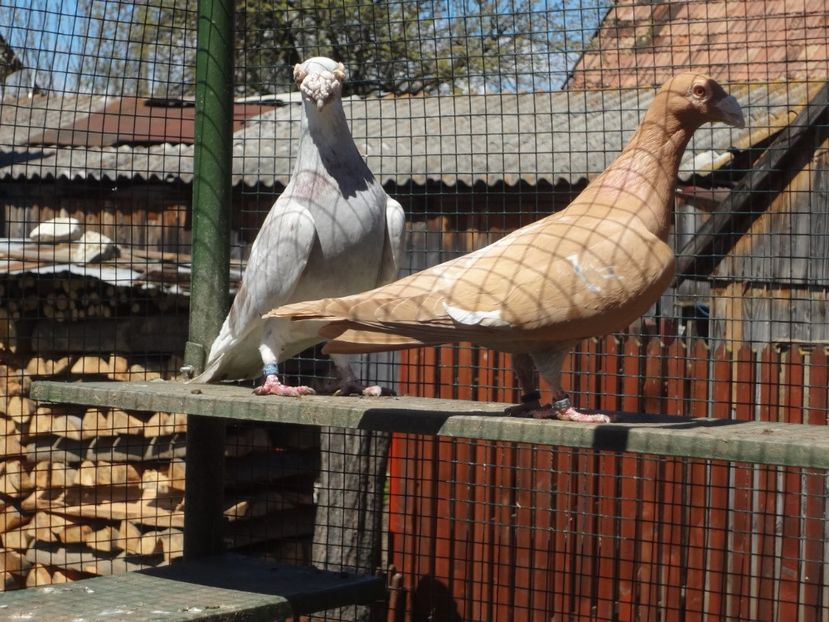  - 06-VOIAJORI STIL VECHI 2021