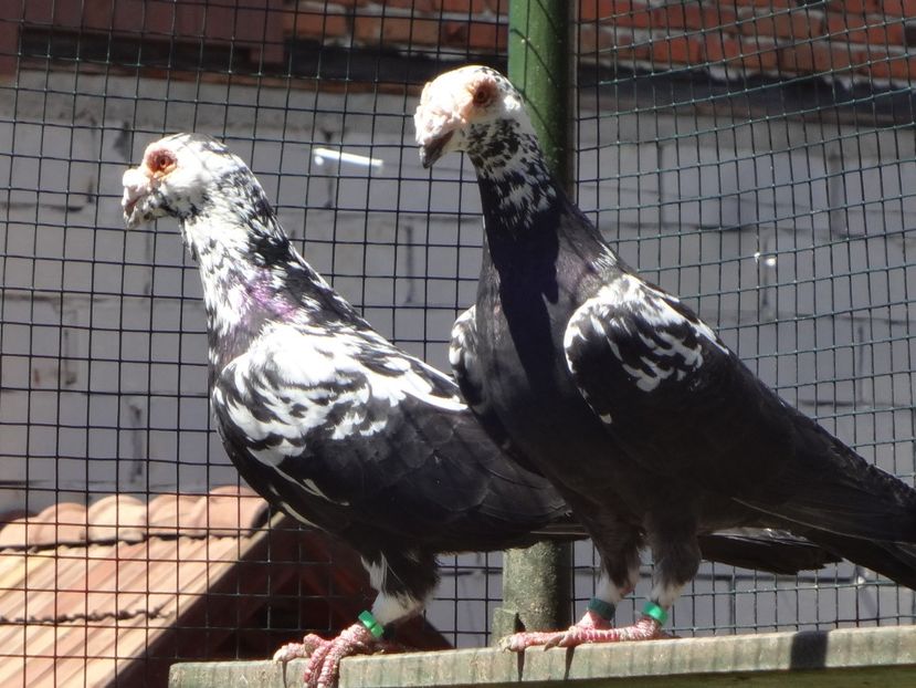  - 06-VOIAJORI STIL VECHI 2021