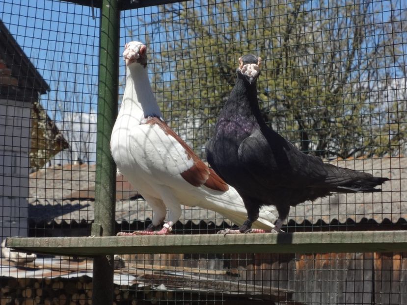 PERECHEA 11.-VANDUTI. - 06-VOIAJORI STIL VECHI 2021