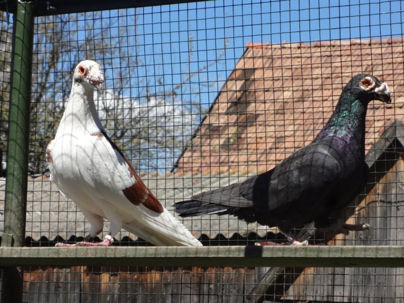  - 06-VOIAJORI STIL VECHI 2021