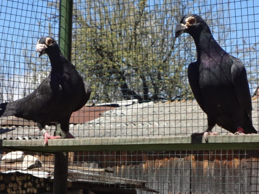  - 06-VOIAJORI STIL VECHI 2021