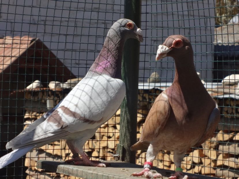  - 06-VOIAJORI STIL VECHI 2021