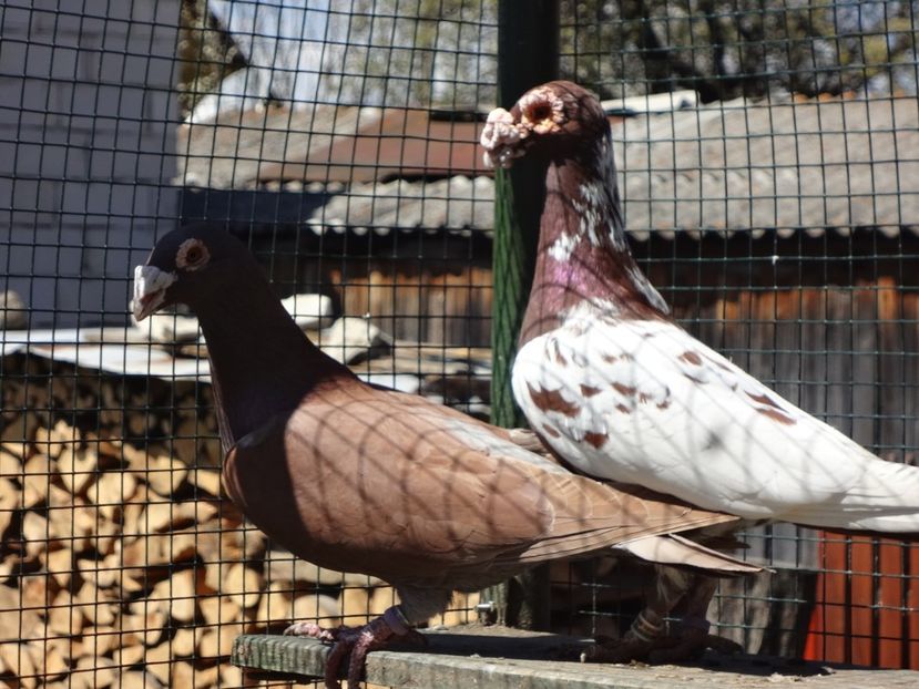 PERECHEA 19. - 06-VOIAJORI STIL VECHI 2021