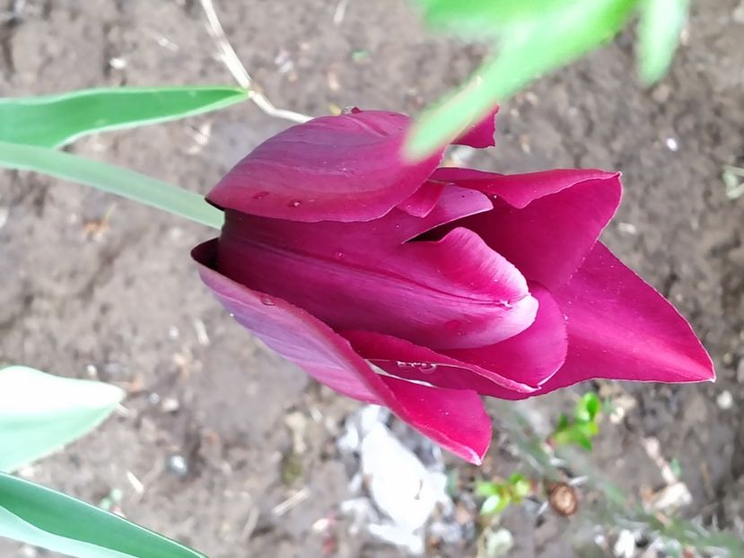  - Gradina Mariei