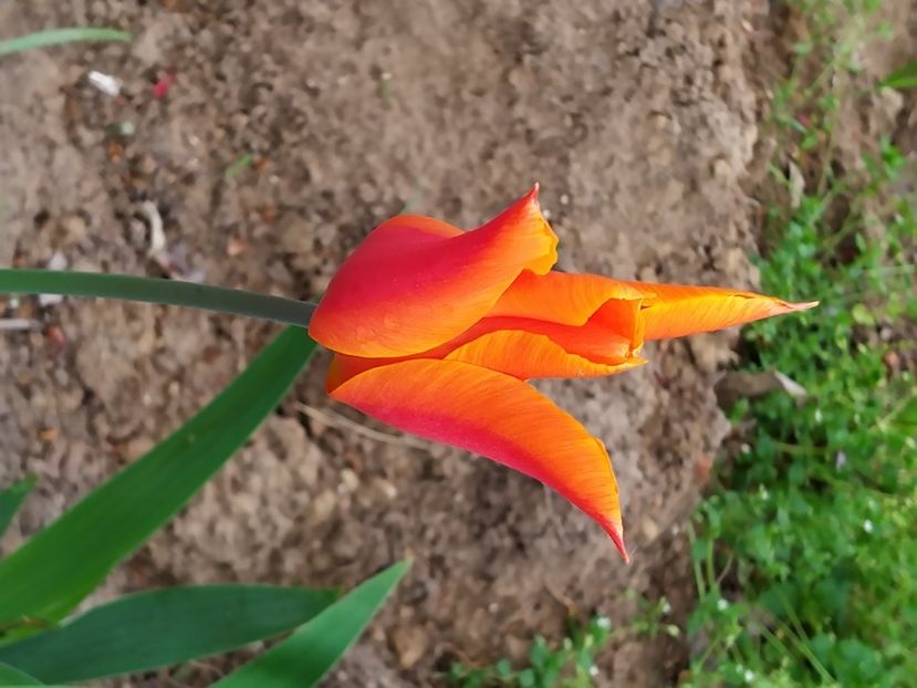  - Gradina Mariei