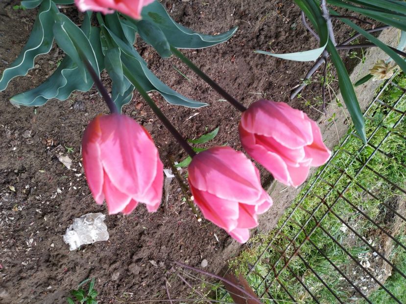  - Gradina Mariei