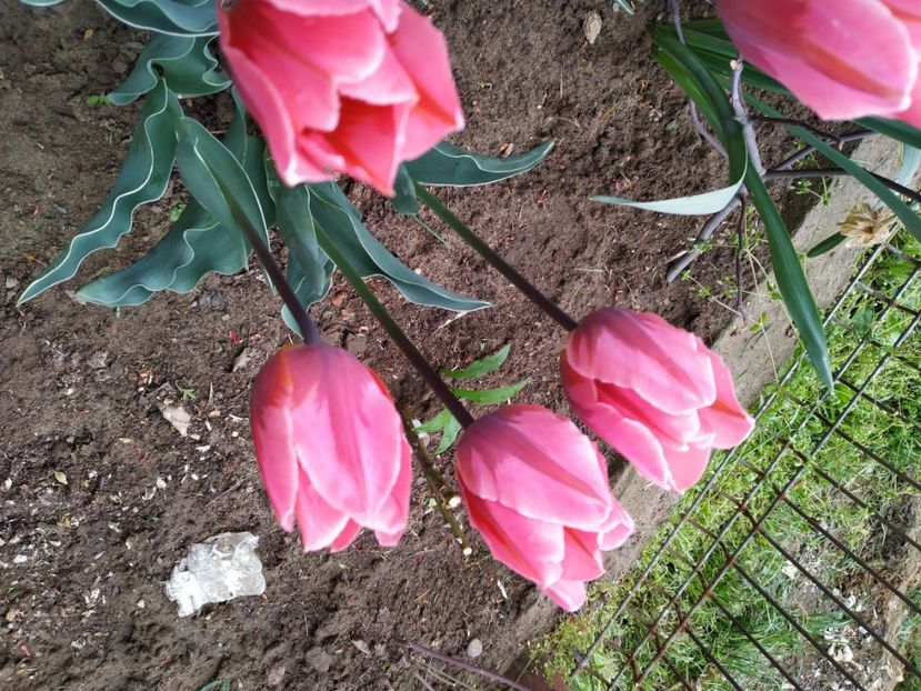  - Gradina Mariei