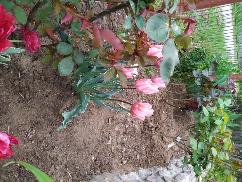 - Gradina Mariei