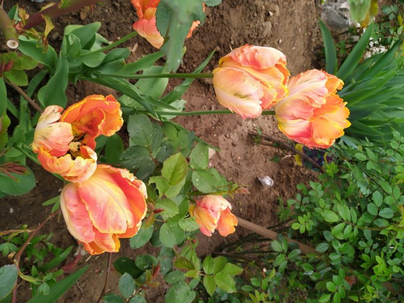  - Gradina Mariei