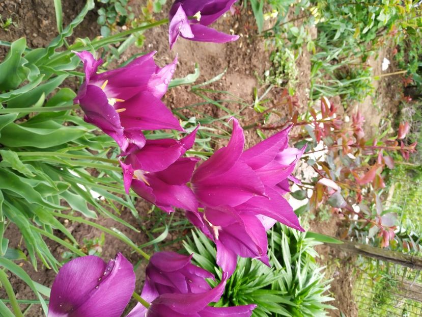  - Gradina Mariei