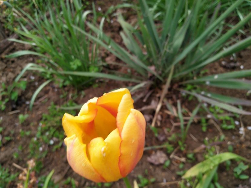  - Gradina Mariei