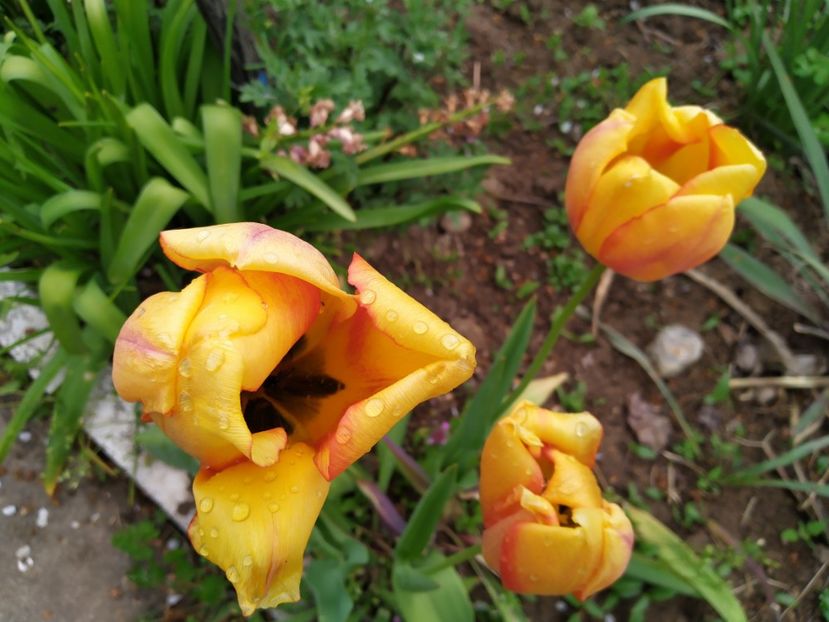  - Gradina Mariei
