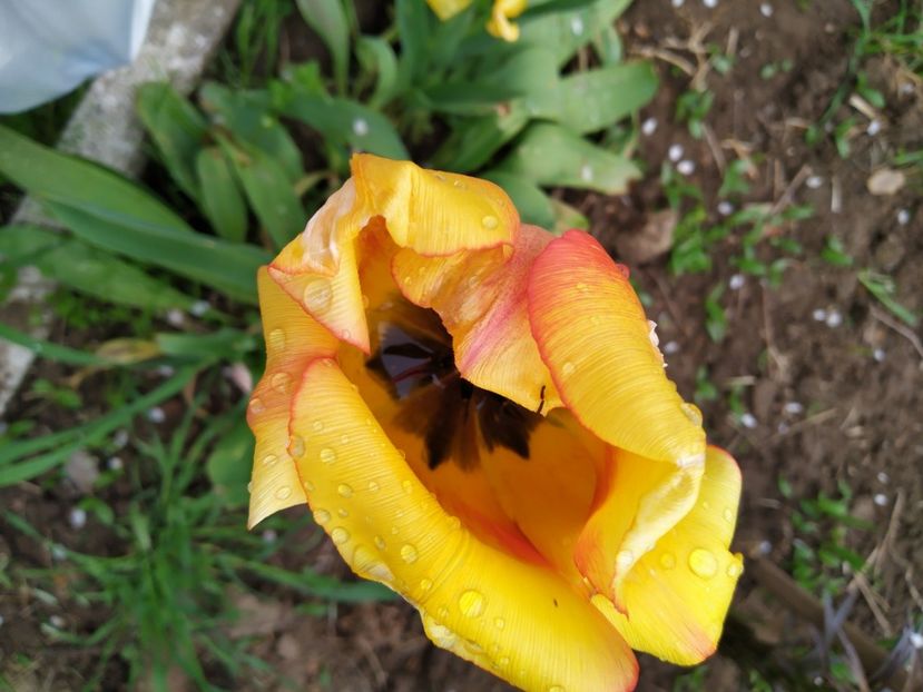  - Gradina Mariei