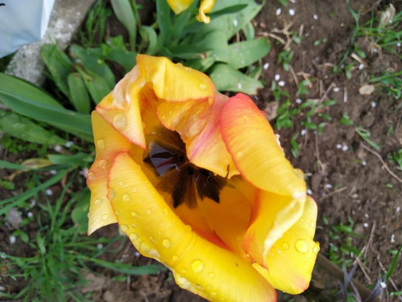  - Gradina Mariei