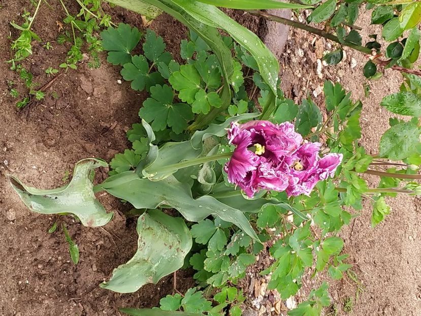  - Gradina Mariei