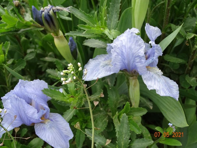 Azurea - Irisi si bujori 2021