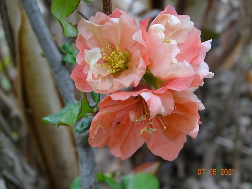 chaenomeles Flocon Rose - z-Dobarland 2021