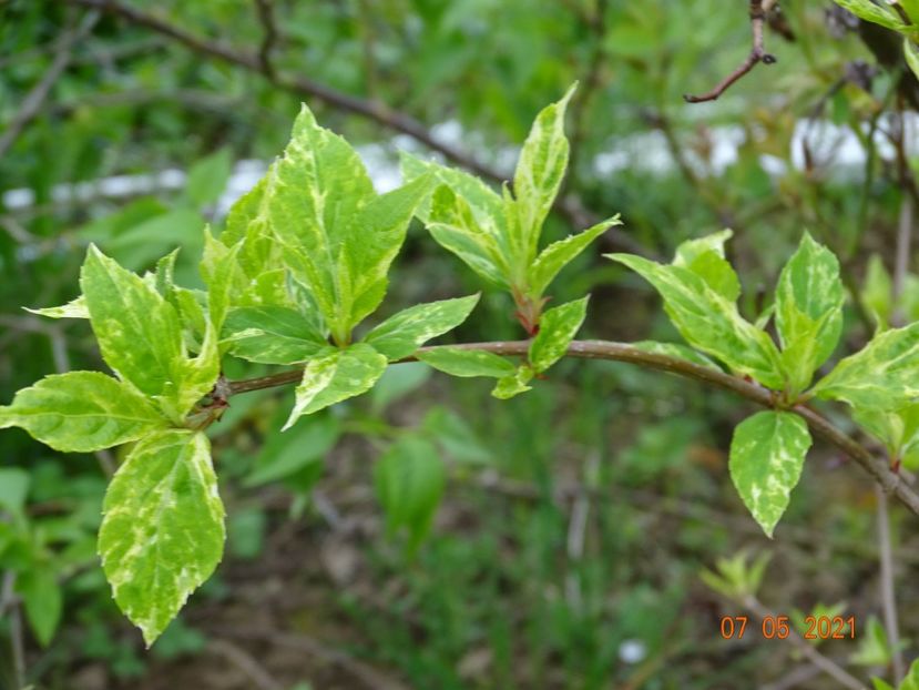 hydrangea pan. Shikoku Flash - z-Dobarland 2021