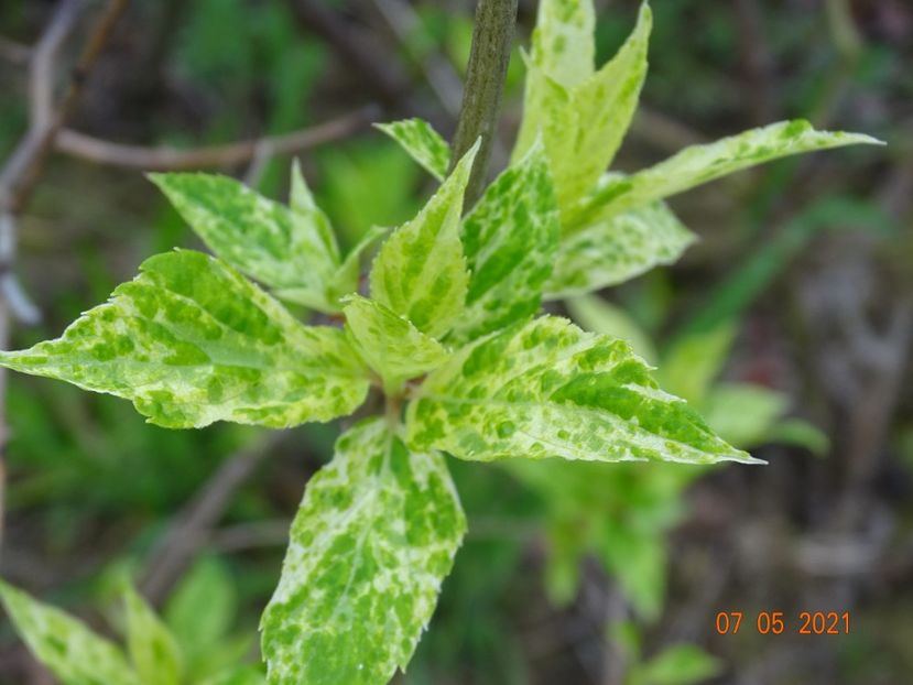 hydrangea pan. Shikoku Flash - z-Dobarland 2021