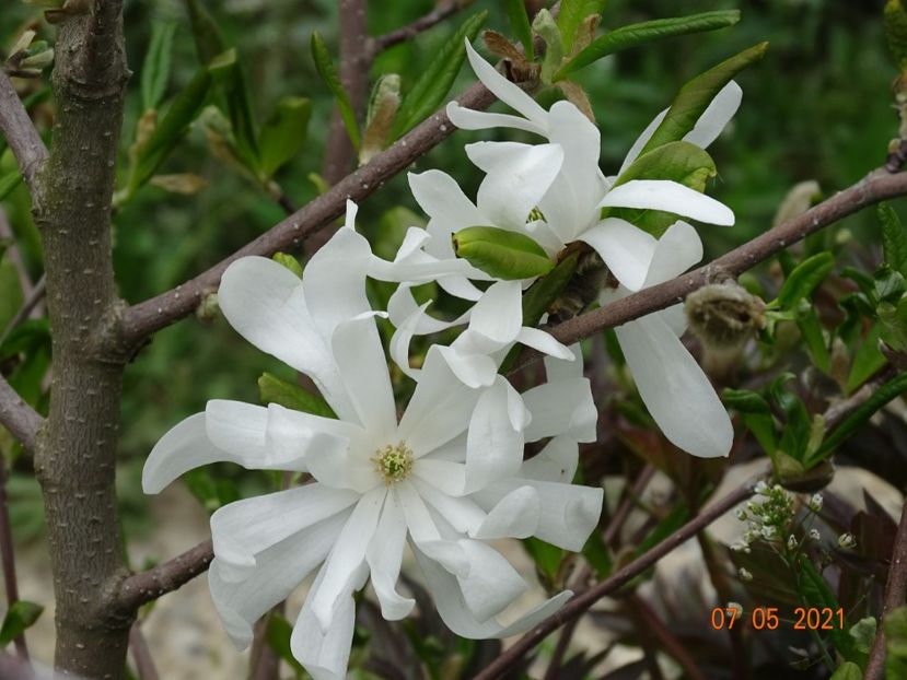 magnolia stellata - z-Dobarland 2021