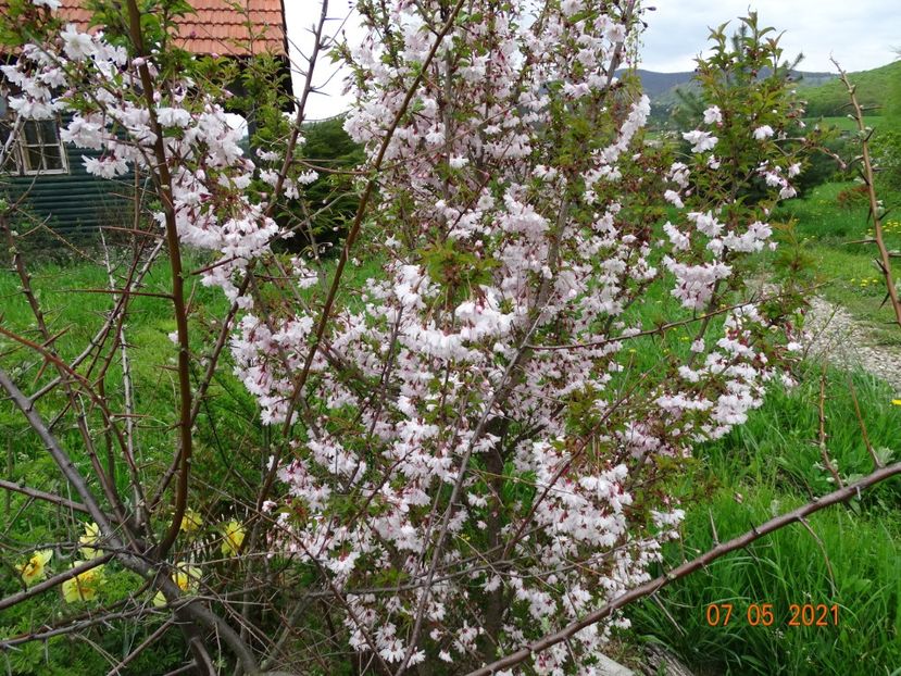 trebuia sa fie prunus Mikinori dar pare a fi Oshidori - Dobarland 2021 2