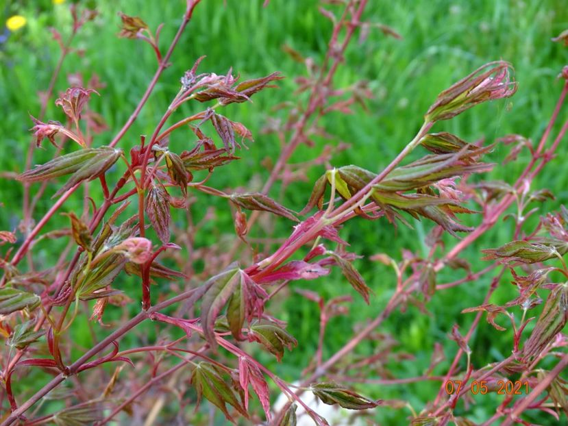 acer palm. Asahi-Zuru - Dobarland 2021 2